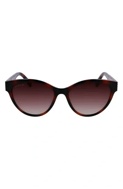 Lacoste 55mm Gradient Cat Eye Sunglasses In Tortoise